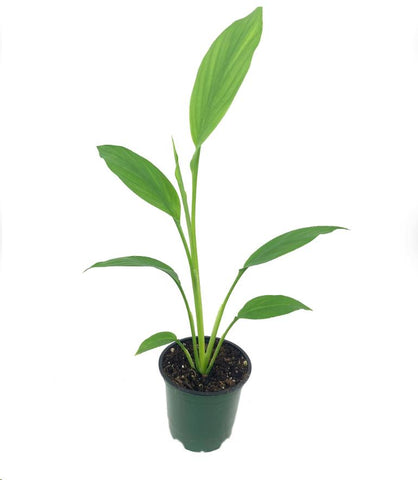 Organic Turmeric Ginger 4Inches Plant Curcumin Longa Rhizomes Root Tree Live Plant Herbdal Plant
