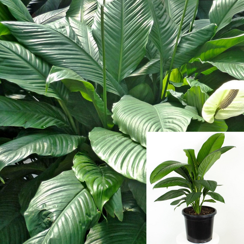Spathiphyllum Domino Plant Peace Lily 16Inches - 24inches Houseplant 1 Gallon Live Plant