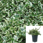 Variega Creeping Euonymus Wintercreeper Plant Euonymus Emerald Gaiety Shrubs 5Gallon Live Plant Ht7