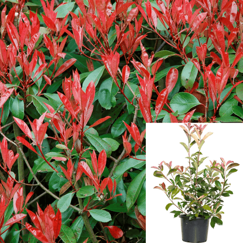 Photinia Fraseri 1Gallon Shrub Red Leaves Red Tip Photinia Fraser Photinia Live Plant Mr7