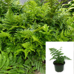 Tsuesemensis Fern Leatherleaf Fern Leather Leaf fern 5inches Pot Fern Premium Rare Plant A Fi7