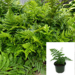 Tsuesemensis Fern Leatherleaf Fern Leather Leaf fern 5inches Pot Fern Premium Rare Plant A+ Fi7