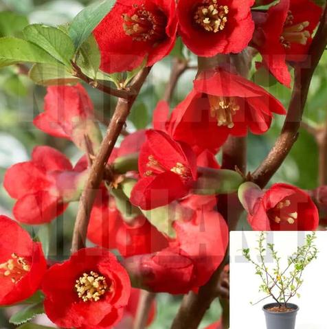 Chaenomeles Hybrid Texas Scarlet 1Gallon Flowering Quince Orange Red 1Gallon Outdoor Live Plant Mr7