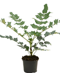 Mahonia Aquifolium Plant Compacta Yellow Dwarf Oregon Grape 5Gallon Shrub Nn Live Plant Fr7