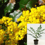 Mahonia Aquifolium Plant Compacta Yellow Dwarf Oregon Grape 5Gallon Shrub Nn Live Plant Fr7