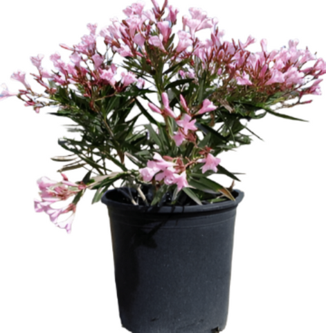 Nerium Oleander Pink Beauty Bush 5Gallon Nerium Oleander Double Pink Plant Oleander Pink 5Gallon Live Plant Mrht7