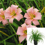 Hemerocallis Shell Pink 1Gallon Hemerocallis Shell Pink Hemerocallis Hybrida Pink Plant Perennials Outdoor Live Plant Fr