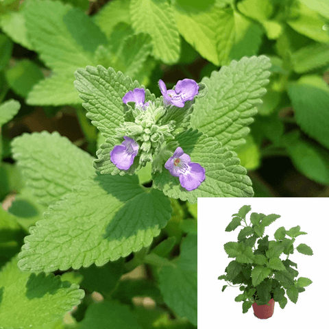 Catnip Nepeta Cataria Herbdbal Catmint Purple 1 Gallon Catnip Catswort Catwort Catmint Live Plant Ht7 Best