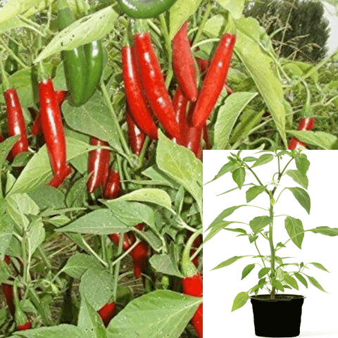 Pepper Serano Plant Sport Pepper Chili Seco FRUIT Red Live Plant Ht7 1Gallon