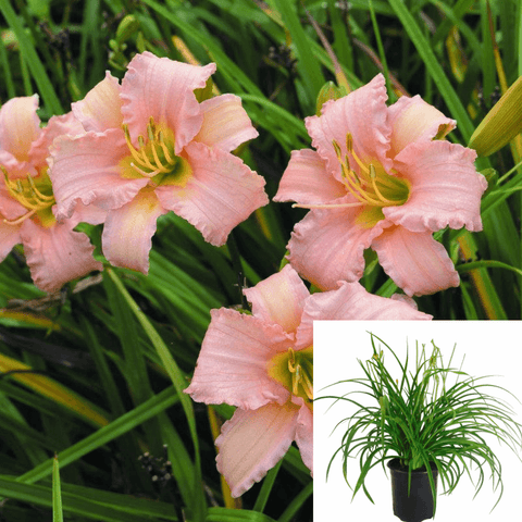 Hemerocallis Shell Pink 5Gallon Hemerocallis Shell Pink Hemerocallis Hybrida Pink Plant Perennials Outdoor Live Plant Fr