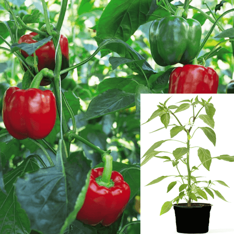 Pepper chili California Wonder 4Inches Pot Plant Bell Pepper Heritage Live Ht7 Best