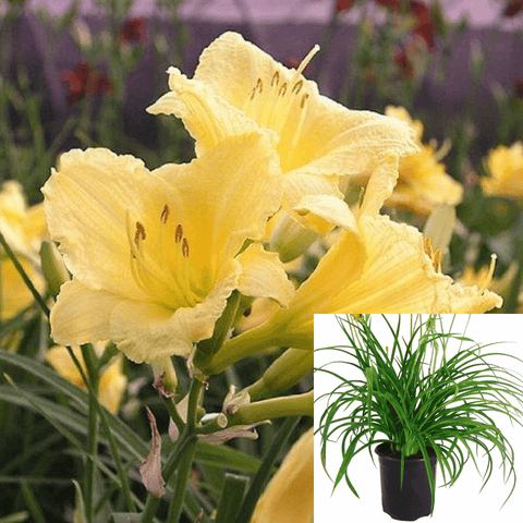 Hemerocallis Happy Returns 1Gallon Hemerocallis Happy Returns Yellow Flower Ho7