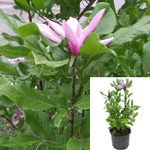 Magnolia Soulangeana 5 Gallon  Soulangeana Pink Flower Tree Saucer Perennial Outdoor Live Plant