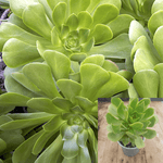 3 Cuttings Aeonium Green Bay Agavaceae Succulent houseSucculent Plant Not Rooted