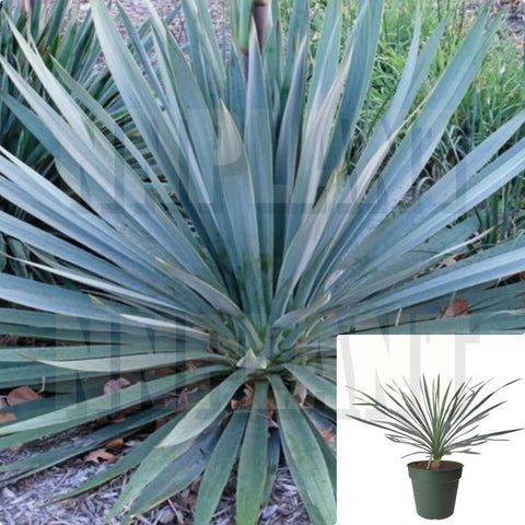 Yucca Silver Anniversary 3 Gallon Soapwart Plant Succulent Live Plant Ho7