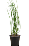 Equisetum Hyemale 5GallonHorsetail Green morden American Bamboo privacy Hedge Live Plant best ght7