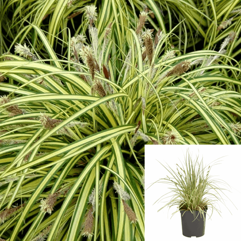Carex Oshimensis Evergold 1Gallon Striped Weeping Sedge Oshima Kan Suge Plant Grass Outdoor Live Plant Mr7
