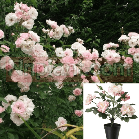 Rosa Iceberg Pink 1Gallon Floribunda Rose Rose 1Gallon Rosa Korbin Iceberg Des Nei Fr7