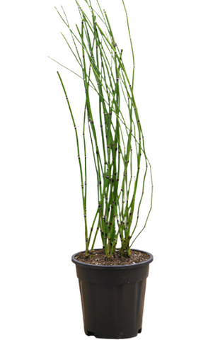 Equisetum Hyemale 1 Gallon Horse Tail Horsetail Green Mordern Bamboo Hedge Live Plant Ht7 Best