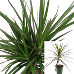 Dracaena Marginata Green Red 4Inches Pot Foliage Plant Dragon Tree Madagascar Dragon Tree Malaysia Live Plant Ht7