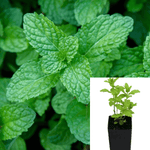 Peppermint Mentha 4inches Plant Menta Eials Herbs Culinary Tea Live Plant ht7 Best