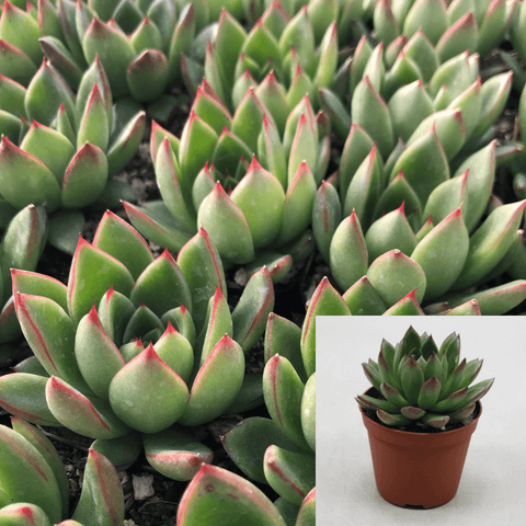 3Cuttings Echeveria Agavoides Red Edge Agavaceae Succulent houseSucculent Plant Not Rooted