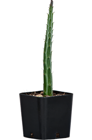 Senecia Staple Formis Rare Cactus Plant 6Inches Stick Cactus Pole Cactus Epot Stapeliiformis Senecio Plant Pickle Live P