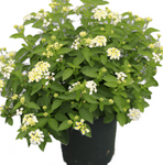 Lantana Sel Trailing White Plant Montevidensis 5 Gallon Live Plant Outdoor Bushgr7