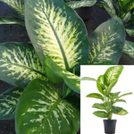 Dieffenbachia Tropic Snow 1 Gallon Tropic Snow Plant Pot Dumb Cane Plant Indoor ht7