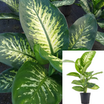 Dieffenbachia Tropic Snow 1 Gallon Tropic Snow Plant Pot Dumb Cane Plant Indoor Best Ht7