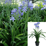Hemerocallis Dark Blue 1Gallon Deciduous Lily Of Nile Plant Agapanthus Hybrid Storm Cloud Live Plant Ht7