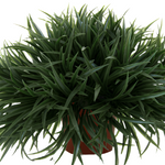 Ophiopogon Japonica 1Gallon Ophiopogon Mondo Grass Dwarf Mondo Grass Plant Ophiopogon Japonicus Nana Request 1Gallon Liv