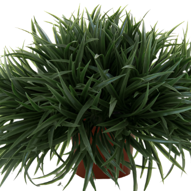 Ophiopogon Japonica 1Gallon Ophiopogon Mondo Grass Dwarf Mondo Grass Plant Ophiopogon Japonicus Nana Request 1Gallon Liv