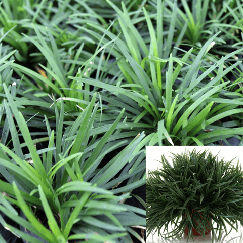 Ophiopogon Japonica 1Gallon Ophiopogon Mondo Grass Dwarf Mondo Grass Plant Ophiopogon Japonicus Nana Request 1Gallon Liv