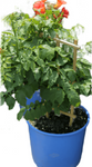 Distictis Buccinatoria 5Gallon Plant Mexican Blood Flower Live Plant Ho7
