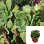 Aeonium Lindleyi Agavaceae Succulent Drought Tolerant 4Inches Pot Houseplant Succulent Drought Tolerant Live Plant Ht7 Best