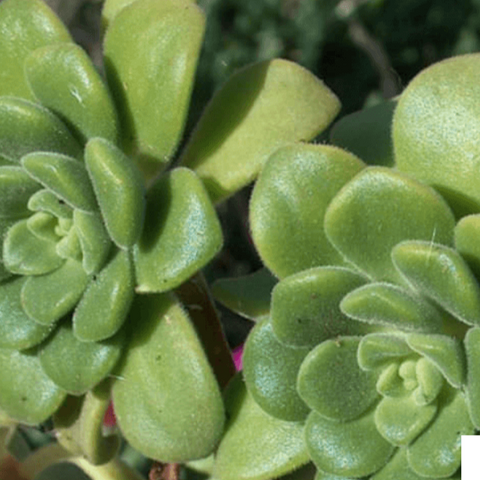 3 Cuttings Aeonium Lindleyi Agavaceae Succulent houseSucculent Plant Not Rooted