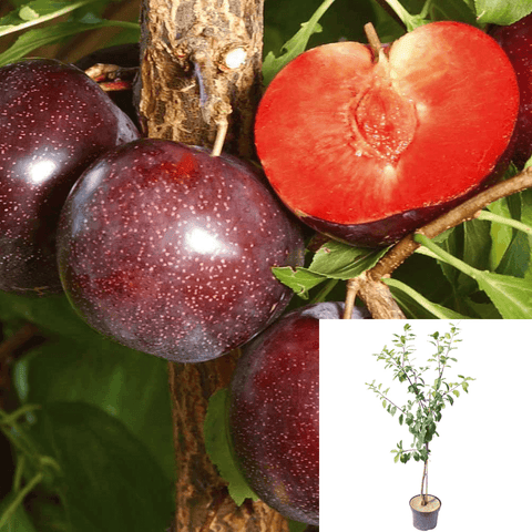 Flavor King Pluot Plum Fruit Tree 5Gallon Prunus Flavor King Live Planthet7